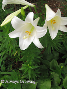 Easter Lily Group (redu)